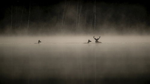 Le chant des forêts